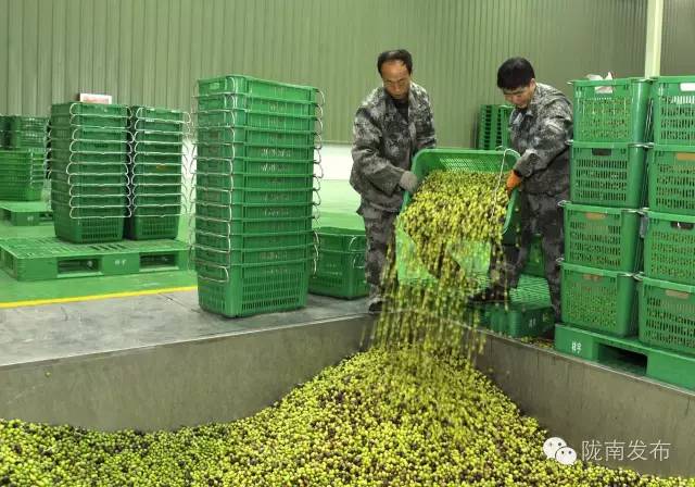 最美橄榄季，小武带您探访“特级初榨”是如何炼成的~