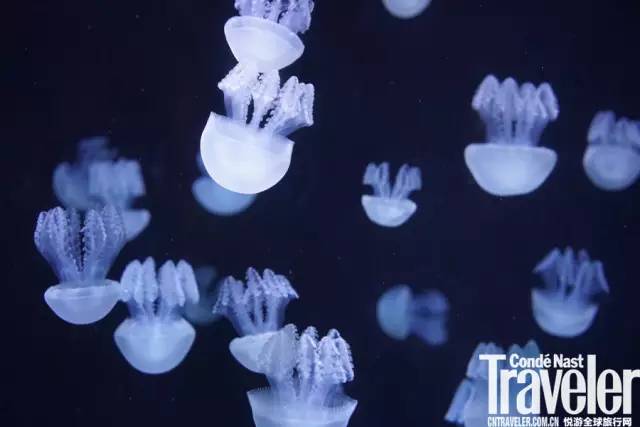 三亚什么酒店可以畅游亚特兰蒂斯,三亚亚特兰蒂斯酒店套房优惠预订