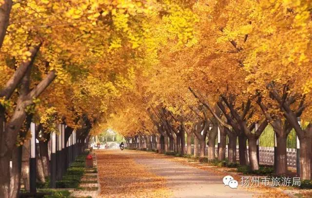明日立冬,扬州最美的秋景都在这里啦!