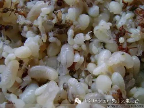 泰可怕这个居然也能吃?