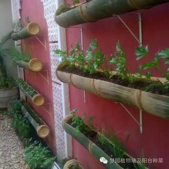 大面积植物墙,竹子植物背景墙