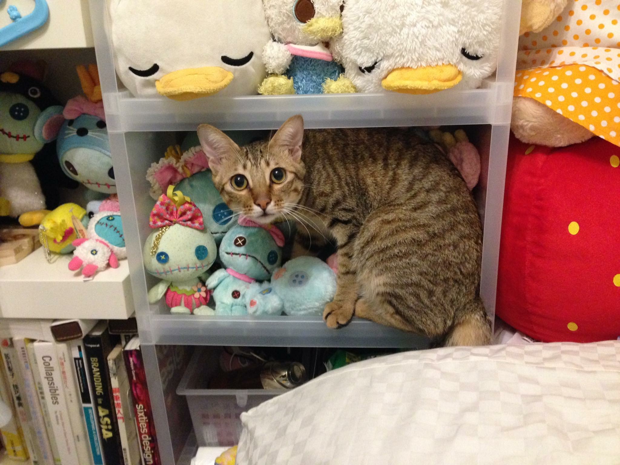 这个香港女孩，是20只残疾猫咪的妈妈：“我会照顾它们到老”