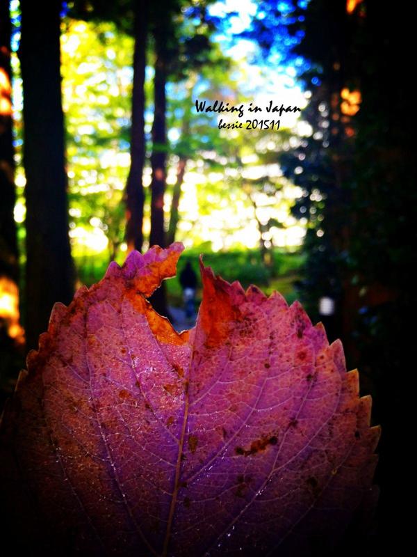 霓虹国秋日暴走之旅,漫步日本旅行游记