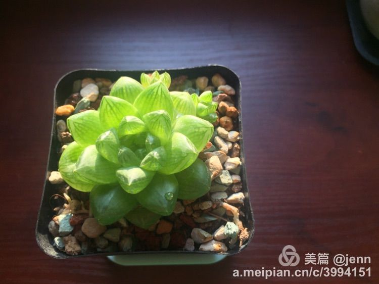 我的多肉小苗一直在露养用遮阳吗,露养冬天的第一盆多肉