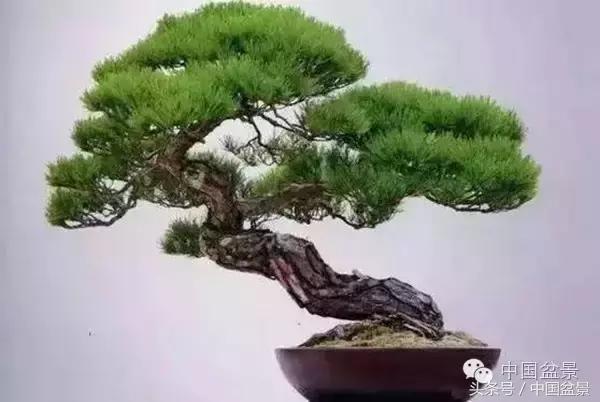 枸杞树桩盆景如何造型,紫薇盆景树桩造型图片