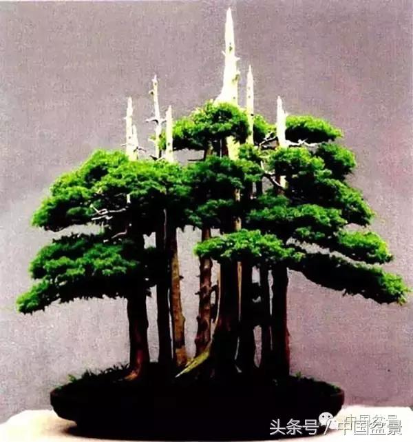 枸杞树桩盆景如何造型,紫薇盆景树桩造型图片