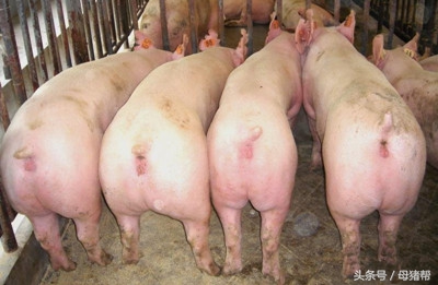 猪不爱吃饲料原因,养猪技术大全猪低烧不吃食怎么办