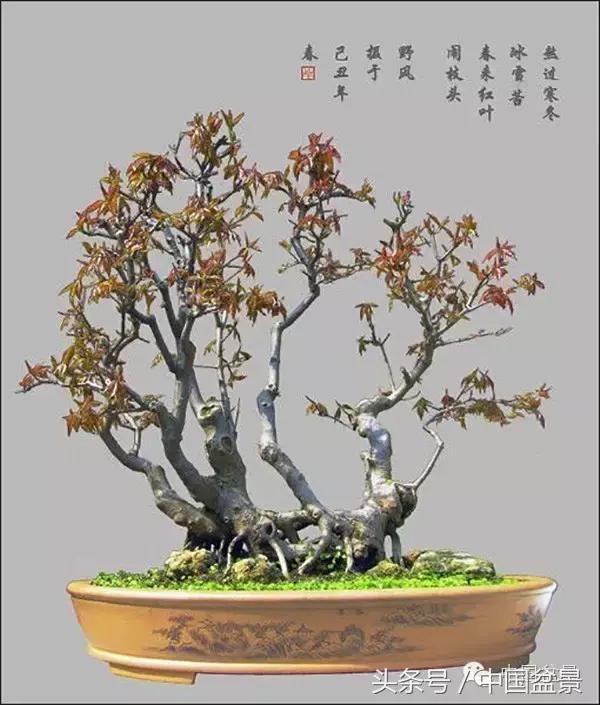 枸杞树桩盆景如何造型,紫薇盆景树桩造型图片