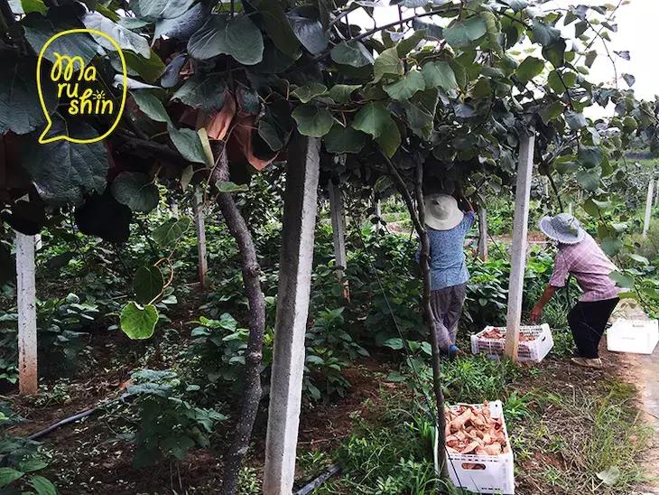 农心|一起向匠人精神致敬!