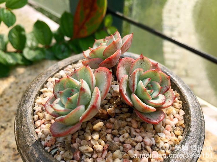 我的多肉小苗一直在露养用遮阳吗,露养冬天的第一盆多肉