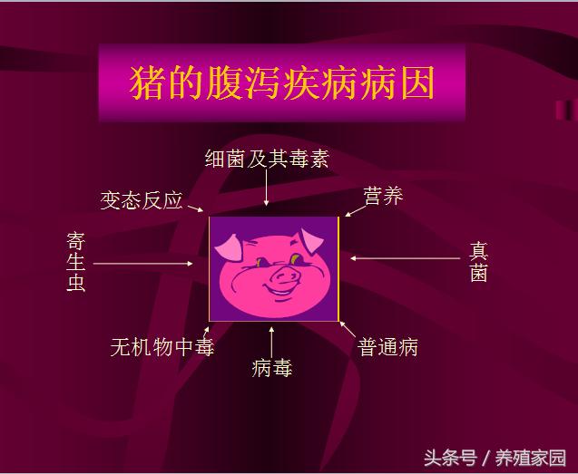 猪冬季腹泻疾病的原因