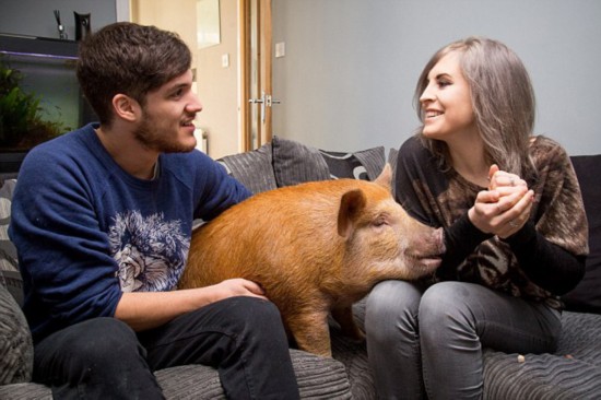 新旧“萌宠网红”哪家强？去问问那位做美甲的“腊肠”！