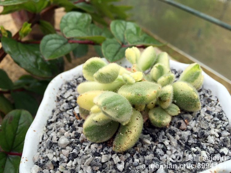 我的多肉小苗一直在露养用遮阳吗,露养冬天的第一盆多肉