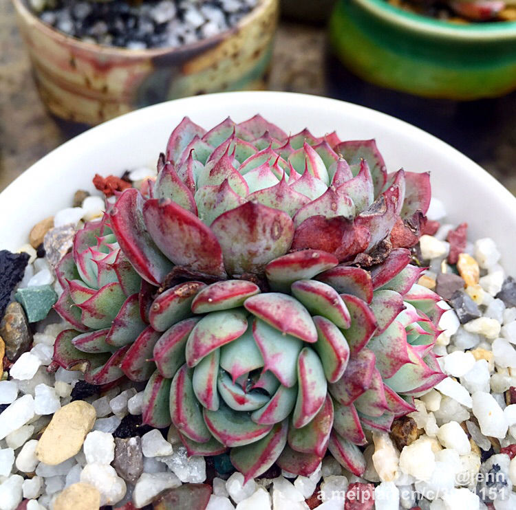 我的多肉小苗一直在露养用遮阳吗,露养冬天的第一盆多肉