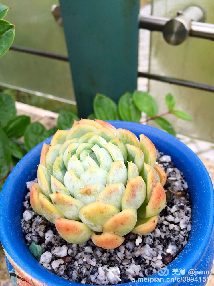 我的多肉小苗一直在露养用遮阳吗,露养冬天的第一盆多肉