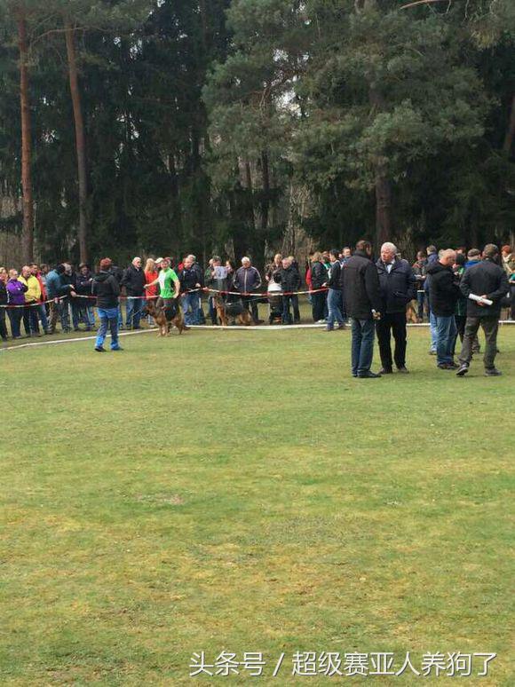 2017年德国牧羊犬犬展,sv德国牧羊犬本部展