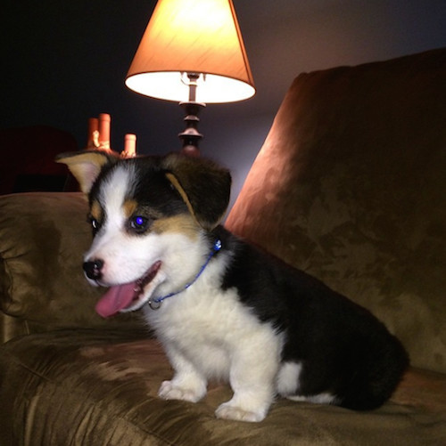 柯基被教育耳朵耷拉,柯基尴尬期耳朵特别大怎么回事