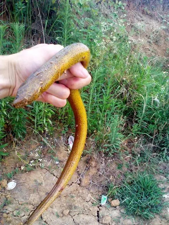 东北快消失了的一些农村美食,东北乡下消失的美食