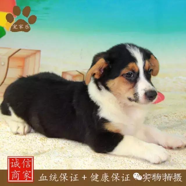 狗狗的常见疾病及日常护理知识大全铲屎官们的福利