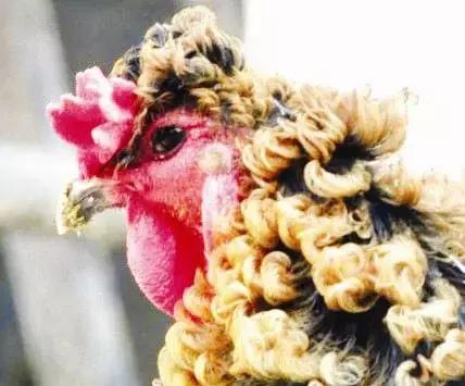 不可言说丨*处私**掉毛发痒，出现这些异常比秃头还严重！