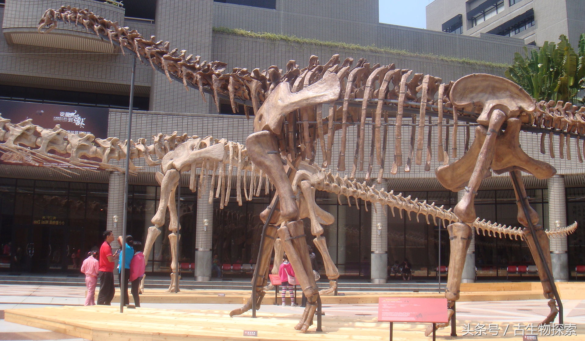 恐龙黄河巨龙,史前中国十大恐龙