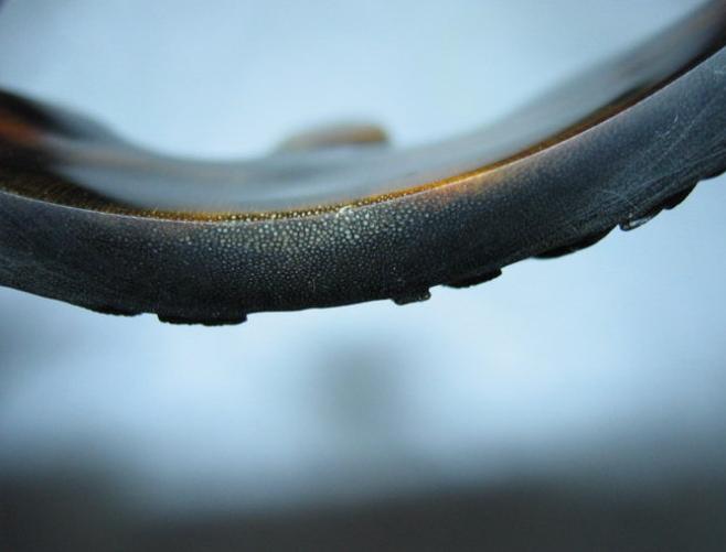 犀角简介,犀角讲解