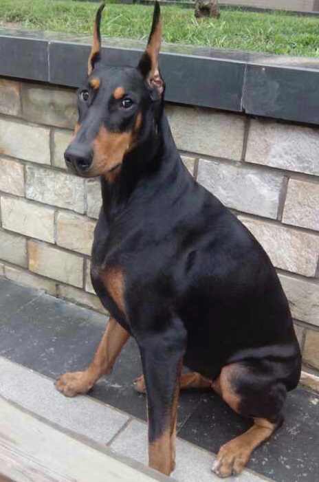 分享：母犬分娩那点儿事儿