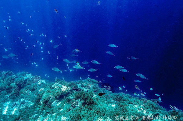 帕劳海底鲨鱼图片大全,帕劳海洋奇观之谜