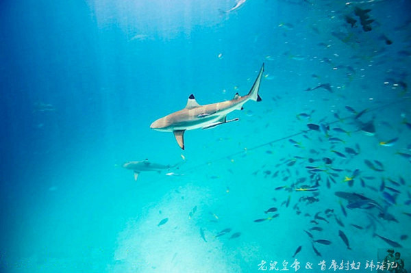帕劳海底鲨鱼图片大全,帕劳海洋奇观之谜