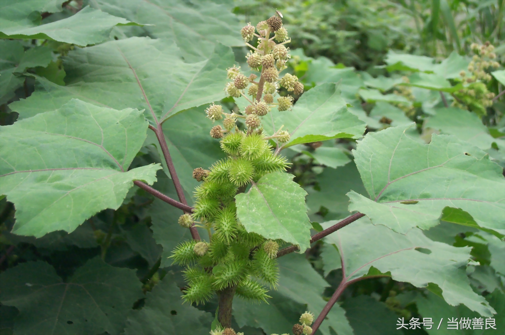 南方小时候常见又叫不上名的植物,四川常见花草植物有哪些