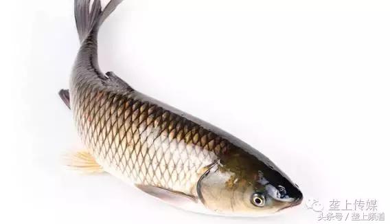 湖北省哪个地方的鱼最好吃,湖北最好吃的淡水鱼在哪里