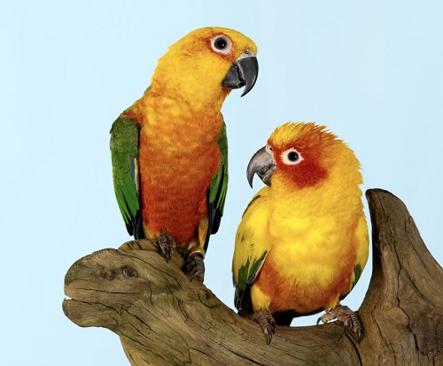 鹦鹉需要多少温度饲养,鹦鹉幼鸟喂养温度