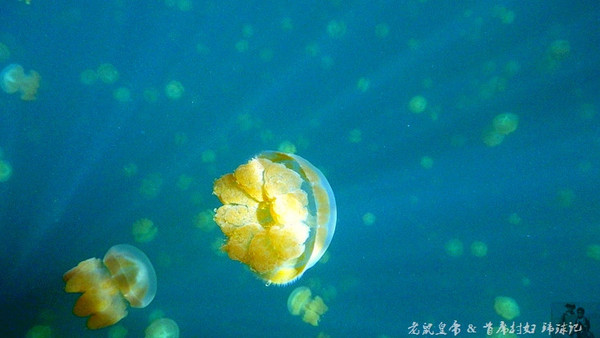帕劳海底世界完整视频,帕劳潜水遇到的海底生物