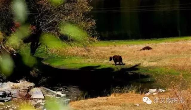 最美的季节,醉美的季节原唱视频