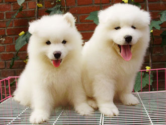 瀹犵墿鐙楃殑鍠傚吇鐭ヨ瘑,瀹犵墿鐙楃殑鍠傚吇鐭ヨ瘑澶у叏