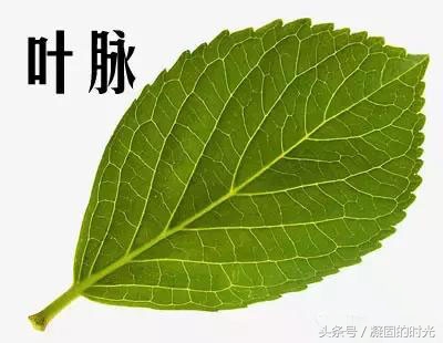 如何鉴定再造蜜蜡和老琥珀,琥珀蜜蜡压制方法视频