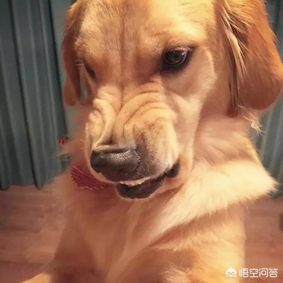 一只狗怎么对付铲屎官,狗子不听话凶主人