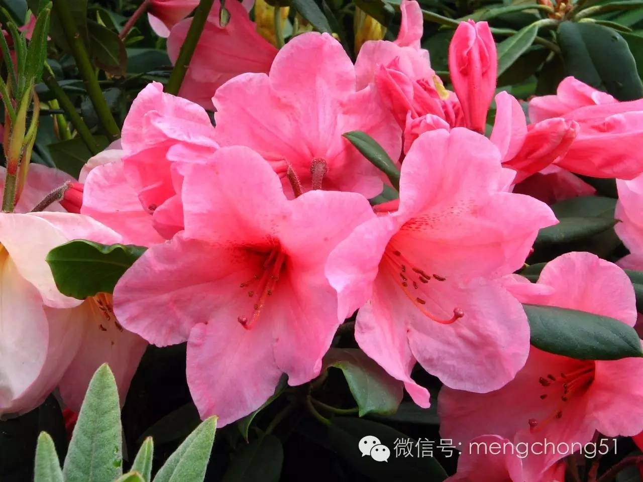 猫咪对哪些植物有毒,对猫咪有毒的植物