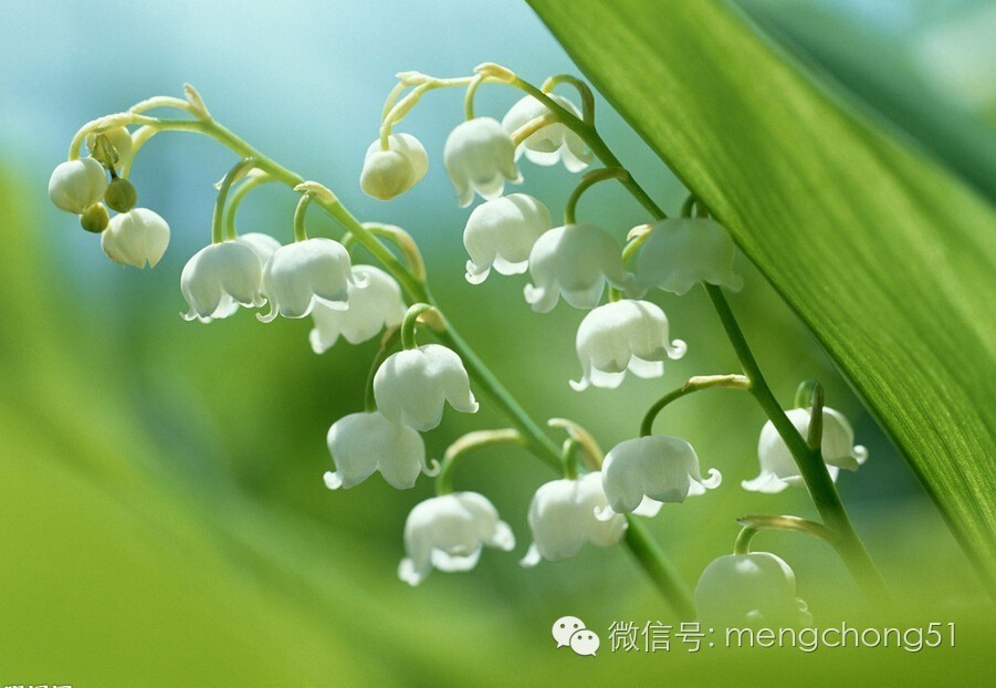 对猫咪有毒的植物有哪些？猫咪误食毒性植物怎么办？