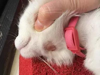 猫狗身上有癣是什么原因 (猫狗得癣)