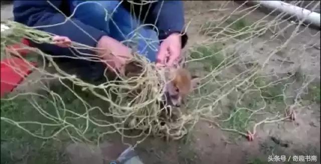 男子帮助被困狐狸,男子帮助被困狐狸报恩