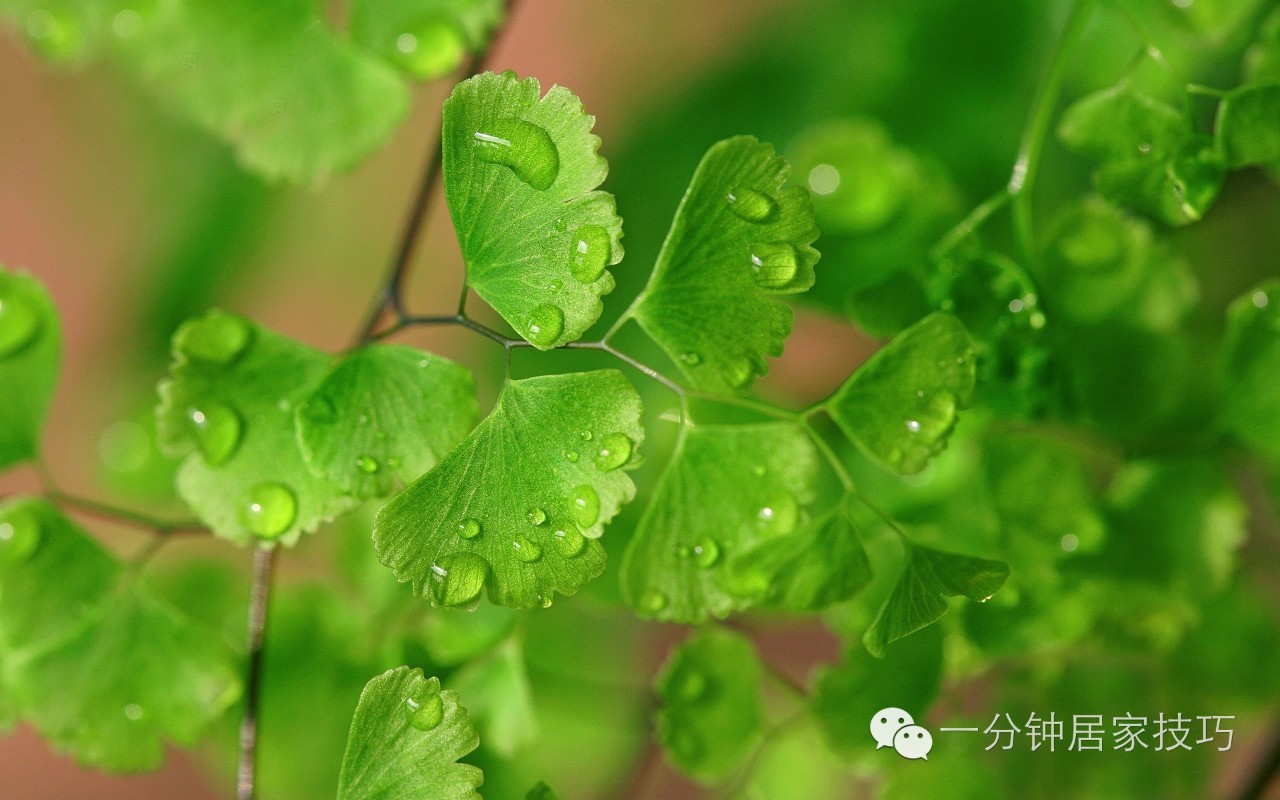 适合在屋里养有利于健康的植物,家里种植什么植物有助于健康
