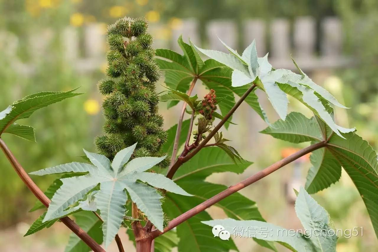 对猫咪有毒的植物有哪些？猫咪误食毒性植物怎么办？