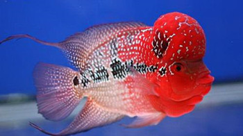 10句养鱼常用的“黑话”，你都知道吗？