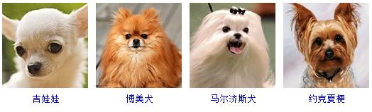 关于全世界狗狗品种排行榜,最常见狗狗品种大全及图片