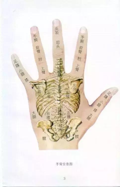 人体全息图集锦留着超级有用,人体部位全息图和反射图pdf