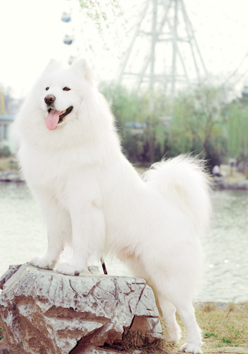 萨摩耶怎么养新手指南,萨摩耶怎么养最好