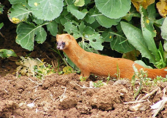养土鸡一般要防哪些病,养土鸡防黄鼠狼妙招视频