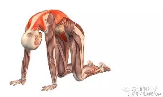 颈椎压迫神经肩背部疼痛,颈肩背部僵硬疼痛是什么原因