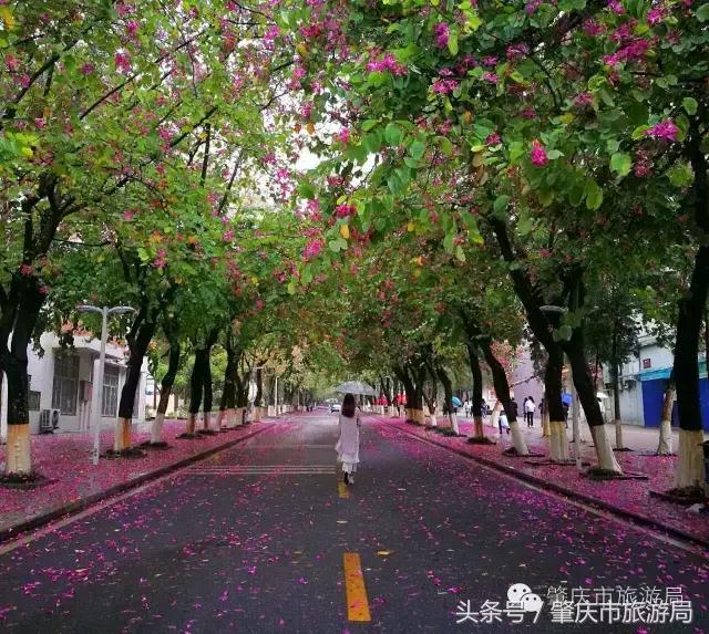 西大下了一场雨,美翻了整个肇庆!